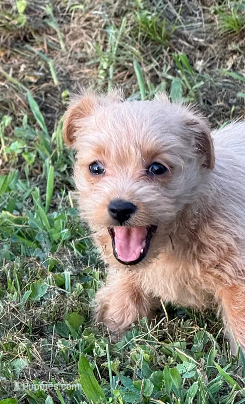 Summer – West Highland White Terrier, Poodle - Toy  puppy for sale in Bowling Green, KY