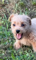 Summer, a female West Highland White Terrier and Poodle - Toy  for sale in Bowling Green, KY – 1 of 3