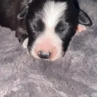 Male #6, a male Border Collie for sale in Kutztown, PA – Photo 1 of 2