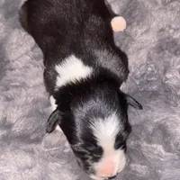 Male #6, a male Border Collie for sale in Kutztown, PA – Photo 2 of 2