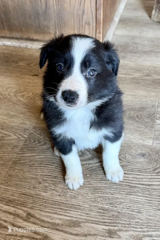 Male #6 – Border Collie puppy for sale in Kutztown, PA