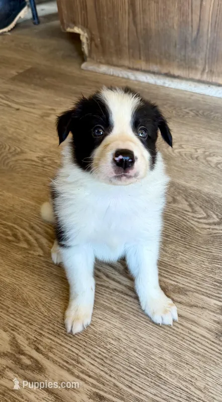 Male #2 – Border Collie puppy for sale in Kutztown, PA