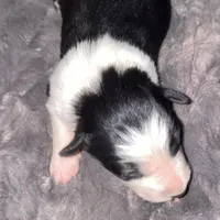 Male #2, a male Border Collie for sale in Kutztown, PA – Photo 1 of 2