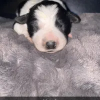 Male #2, a male Border Collie for sale in Kutztown, PA – Photo 2 of 2