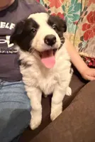 Female#4, a female Border Collie and Pembroke Welsh Corgi for sale in Kutztown, PA – Photo 2 of 5