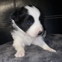 Female#4, a female Border Collie and Pembroke Welsh Corgi for sale in Kutztown, PA – Photo 4 of 5