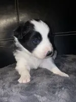 Male #1, a male Border Collie and Pembroke Welsh Corgi for sale in Kutztown, PA – Photo 1 of 2