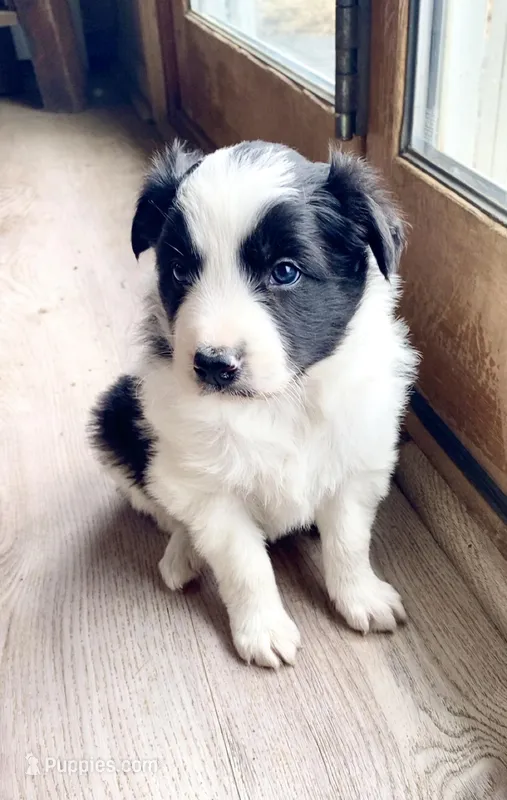 Male #1 – Border Collie, Pembroke Welsh Corgi puppy for sale in Kutztown, PA