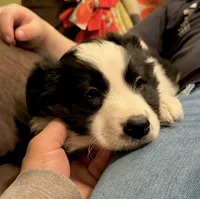 Female#4, a female Border Collie and Pembroke Welsh Corgi for sale in Kutztown, PA – Photo 1 of 5