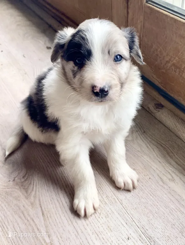 Male #3 – Border Collie, Pembroke Welsh Corgi puppy for sale in Kutztown, PA
