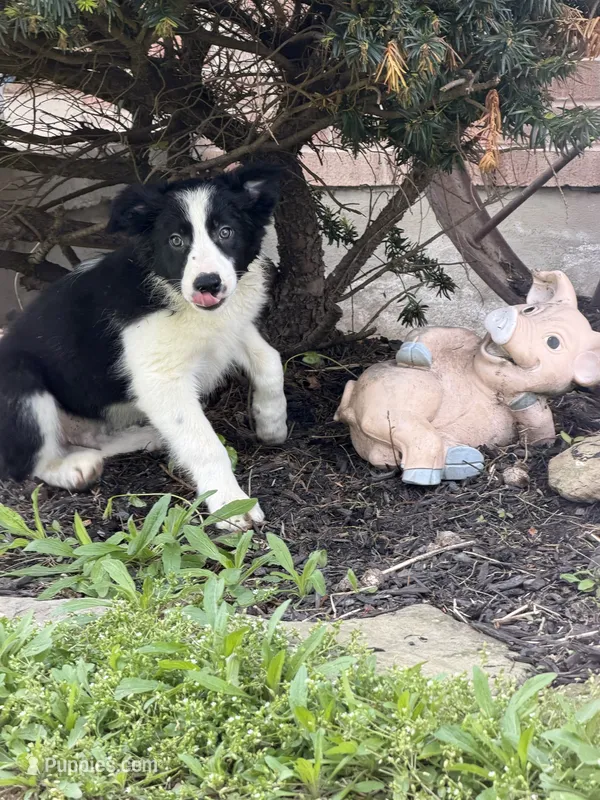 Male #5 – Border Collie puppy for sale in Kutztown, PA