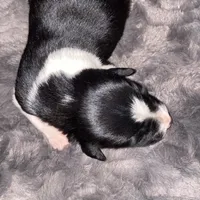 Female #2, a male Border Collie for sale in Kutztown, PA – Photo 2 of 2