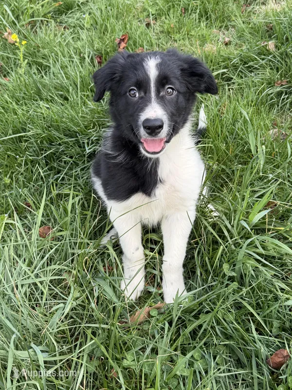 Female #2 – Border Collie puppy for sale in Kutztown, PA