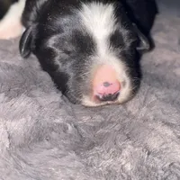 Female #2, a male Border Collie for sale in Kutztown, PA – Photo 1 of 2