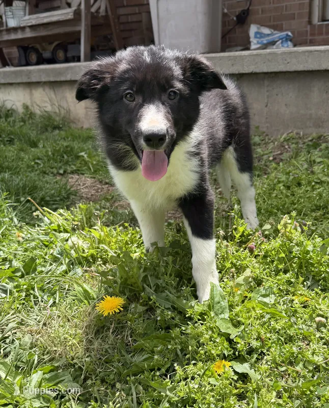 Male #1 – Border Collie puppy for sale in Kutztown, PA