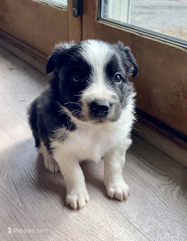 Female #1  – Border Collie, Pembroke Welsh Corgi puppy for sale in Kutztown, PA