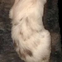 Male #5, a male Border Collie and Pembroke Welsh Corgi for sale in Kutztown, PA – Photo 4 of 4