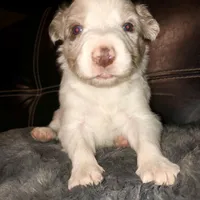 Male #5, a male Border Collie and Pembroke Welsh Corgi for sale in Kutztown, PA – Photo 3 of 4