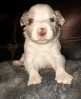 Male #5, a male Border Collie and Pembroke Welsh Corgi for sale in Kutztown, PA – Photo 1 of 2