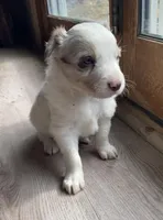 Male #5, a male Border Collie and Pembroke Welsh Corgi for sale in Kutztown, PA – Photo 2 of 4