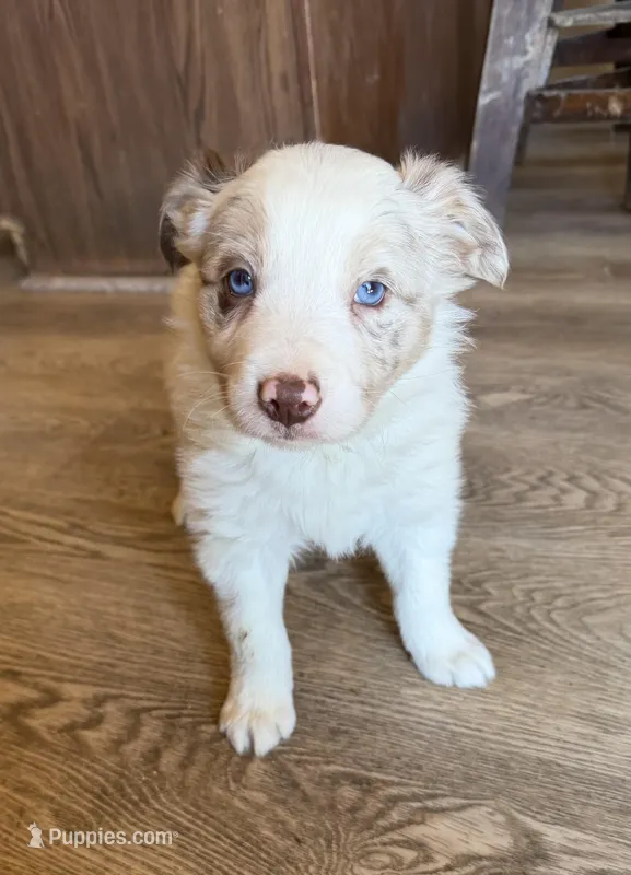 Male #5 – Border Collie, Pembroke Welsh Corgi puppy for sale in Kutztown, PA