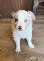 Male #5, a male Border Collie and Pembroke Welsh Corgi for sale in Kutztown, PA – Photo 1 of 4