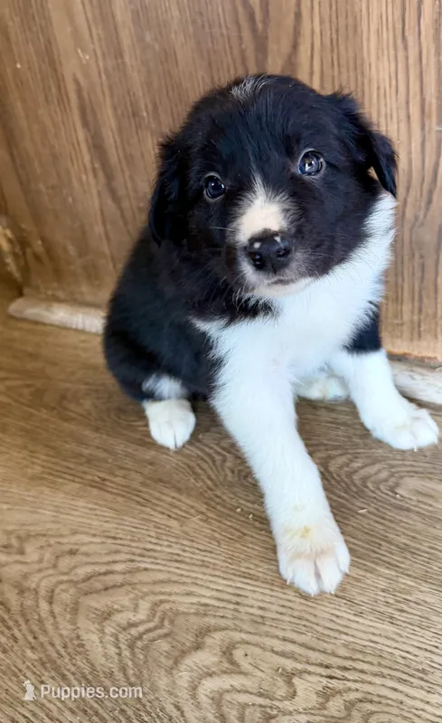 Male #1 – Border Collie puppy for sale in Kutztown, PA