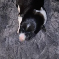 Male #1, a male Border Collie for sale in Kutztown, PA – Photo 1 of 2