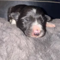 Male #1, a male Border Collie for sale in Kutztown, PA – Photo 2 of 2