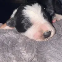 Female #1, a male Border Collie for sale in Kutztown, PA – Photo 1 of 2