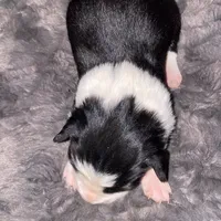 Female #1, a male Border Collie for sale in Kutztown, PA – Photo 2 of 2