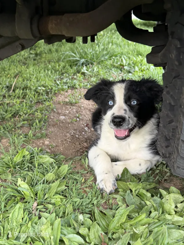 Female #1 – Border Collie puppy for sale in Kutztown, PA