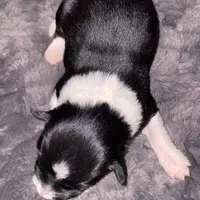 Female #3, a male Border Collie for sale in Kutztown, PA – Photo 2 of 2