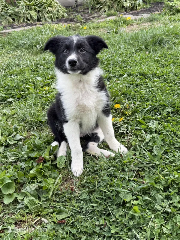Female #3 – Border Collie puppy for sale in Kutztown, PA