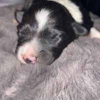 Female #3, a male Border Collie for sale in Kutztown, PA – Photo 1 of 2