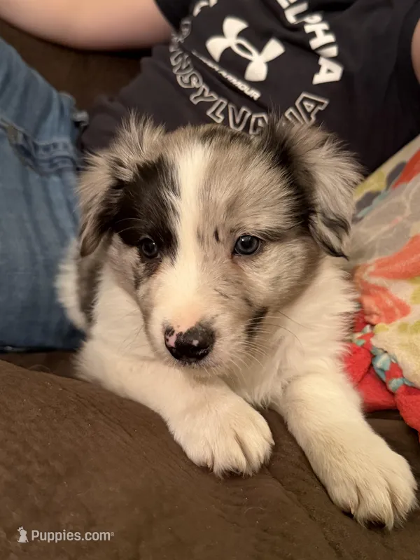Female #2 – Border Collie, Pembroke Welsh Corgi puppy for sale in Kutztown, PA