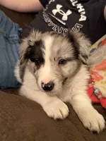 Female #2, a female Border Collie and Pembroke Welsh Corgi for sale in Kutztown, PA – Photo 1 of 4