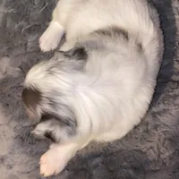 Female #2, a female Border Collie and Pembroke Welsh Corgi for sale in Kutztown, PA – Photo 4 of 4