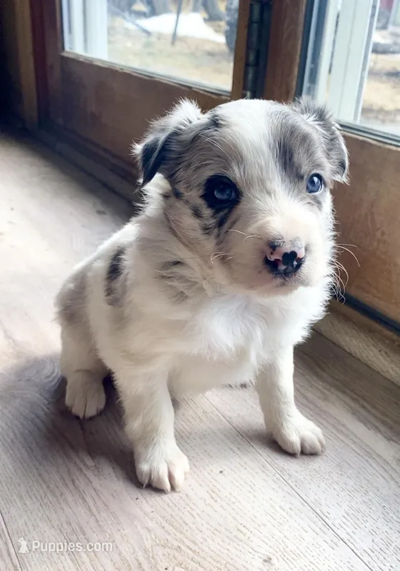 Female #2 – Border Collie, Pembroke Welsh Corgi puppy for sale in Kutztown, PA