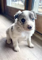 Female #2, a female Border Collie and Pembroke Welsh Corgi for sale in Kutztown, PA – Photo 2 of 4