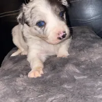 Female #2, a female Border Collie and Pembroke Welsh Corgi for sale in Kutztown, PA – Photo 3 of 4