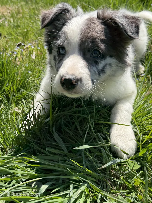 Female #2 – Border Collie, Pembroke Welsh Corgi puppy for sale in Kutztown, PA
