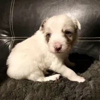 Male #6, a male Border Collie and Pembroke Welsh Corgi for sale in Kutztown, PA – Photo 2 of 2