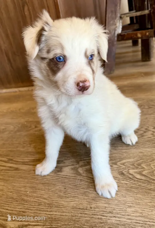 Male #6 – Border Collie, Pembroke Welsh Corgi puppy for sale in Kutztown, PA