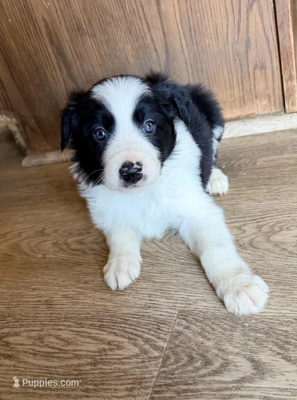 Male #5 – Border Collie puppy for sale in Kutztown, PA