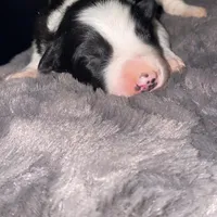 Male #5, a male Border Collie for sale in Kutztown, PA – Photo 1 of 2