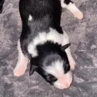 Male #5, a male Border Collie for sale in Kutztown, PA – Photo 2 of 2