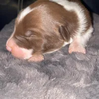 Male #4, a male Border Collie for sale in Kutztown, PA – Photo 3 of 4