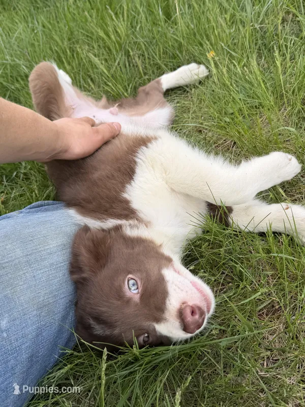 Male #4 – Border Collie puppy for sale in Kutztown, PA
