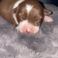 Male #4, a male Border Collie for sale in Kutztown, PA – Photo 2 of 4